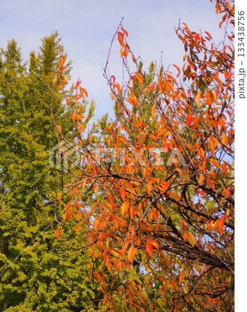サクラの紅葉 サクラの紅葉 133438756