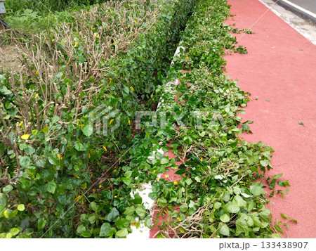 Trimmed garden hedge with scattered green leaves and branches on red pathway, post-maintenance scene showing fresh leaf debris after pruning in outdoor park environment Trimmed garden hedge with scattered green leaves and branches on red pathway, post-maintenance scene showing fresh leaf debris after pruning in outdoor park environment 133438907