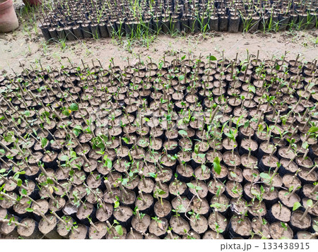 Multiple small plant cuttings growing in soil-filled nursery grow bags arranged in rows for cultivation and gardening in agricultural farm setting, healthy saplings ready for plantation 133438915
