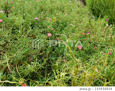 Blooming portulaca flowers in green garden, featuring vibrant pink blossoms and lush foliage, perfect for nature, summer, and garden Blooming portulaca flowers in green garden, featuring vibrant pink blossoms and lush foliage, perfect for nature, summer, and garden 133438934