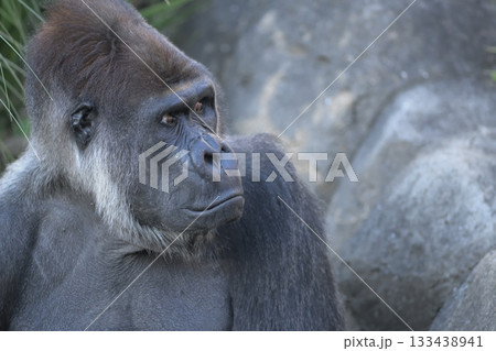 それはあなたも納得済みじゃあないですかと詰め寄る風のゴリラ 133438941