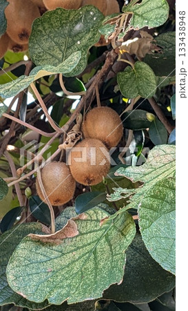 キウイフルーツ 133438948