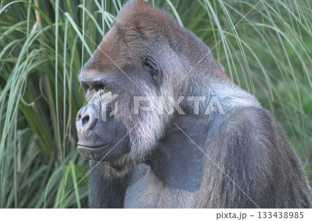 西日のあたる中で記念写真に応じるゴリラ 133438985