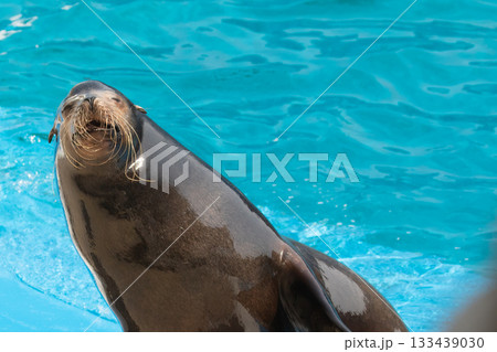 プールでにっこりアシカさん プールでにっこりアシカさん 133439030