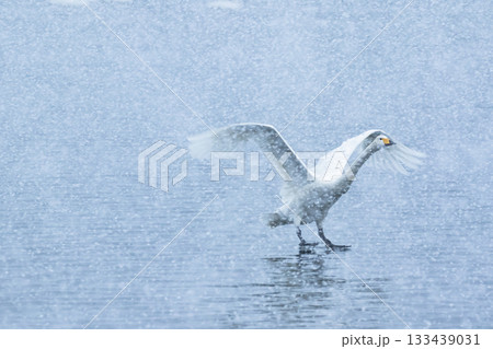 雪の中の白鳥 133439031