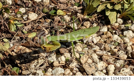 カマキリ 133439053