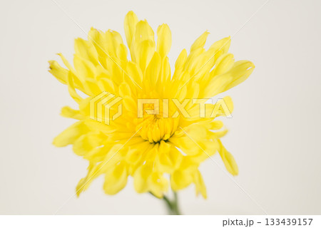 Bright Yellow Chrysanthemum on White Bright Yellow Chrysanthemum on White 133439157