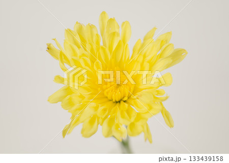 Bright Yellow Chrysanthemum on White 133439158