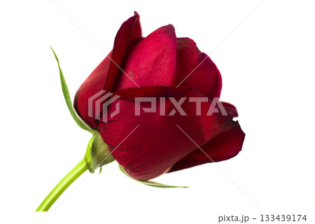 Elegant Red Rose on White Background 133439174