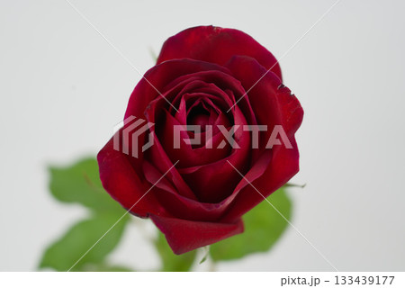 Close-up of a Red Rose 133439177