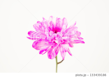 Pink Chrysanthemum on White Background 133439186