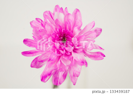 Close-up of a Pink Chrysanthemum Flower 133439187