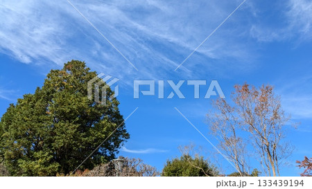 空と木 空と木 133439194