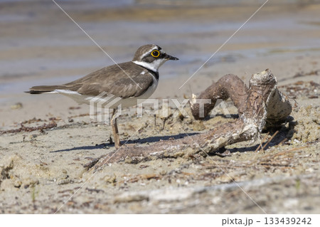 Little ringed plover stands by the water's edge at Huydecopersbos in Hilversum, Netherlands during a sunny day 133439242