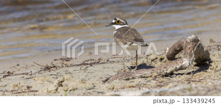 Little ringed plover stands by the water's edge at Huydecopersbos in Hilversum, Netherlands during a sunny day 133439245