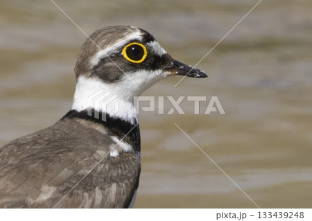 Little ringed plover stands by the water's edge at Huydecopersbos in Hilversum, Netherlands during a sunny day 133439248