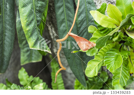 原種アンスリウムの花 133439283