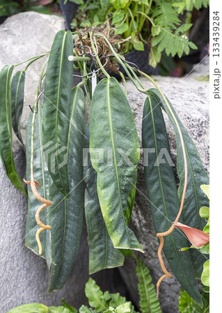 植物園の原種アンスリウム 植物園の原種アンスリウム 133439284