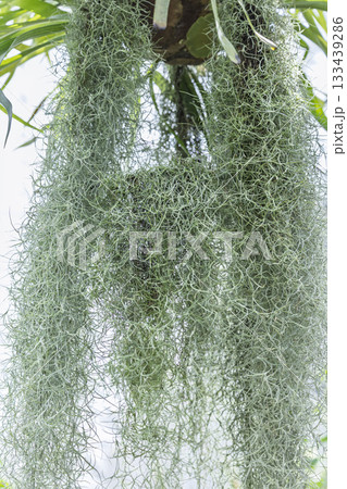 垂れ下がったエアプランツ　ウスネオイデス 133439286