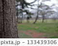 樹皮　公園の木 133439306