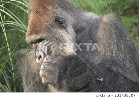 センブリなら飲んだことがあるがアセンブリはまだだなとパソコンを習得中のゴリラは思う 133439307