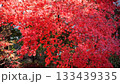 イロハモミジ　真っ赤な秋 133439335