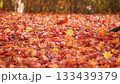 紅葉の絨毯 133439379