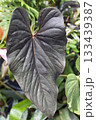 原種アンスリウムの巨大な葉っぱ 133439387