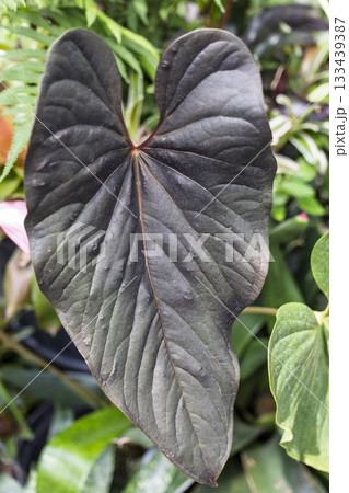 原種アンスリウムの巨大な葉っぱ 原種アンスリウムの巨大な葉っぱ 133439387