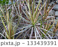 観葉植物　ドラセナの葉っぱ 133439391