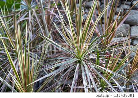 観葉植物　ドラセナの葉っぱ 133439391