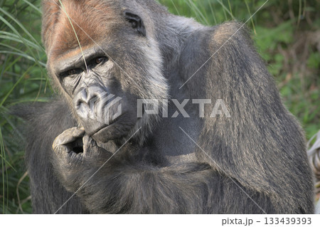 GPSというのはゴリラの警察のことかなと考えこむゴリラ 133439393
