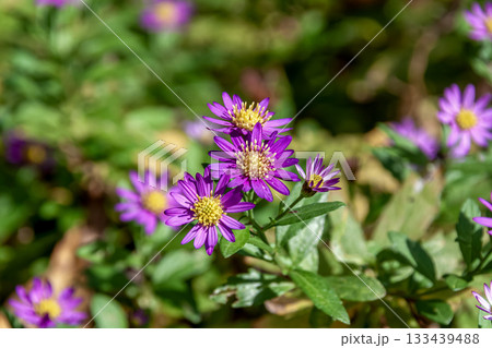 紫色のノコンギク、別名ホソバコンギク【野紺菊】 133439488