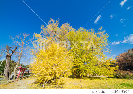 「青森県」銀杏木窪の大銀杏 133439504