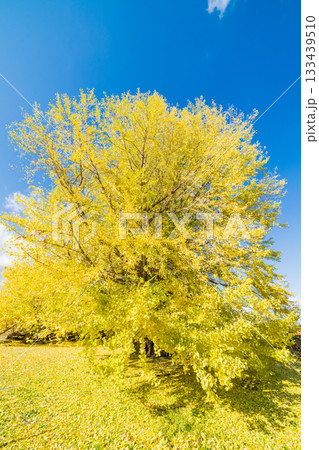 「青森県」銀杏木窪の大銀杏 133439510
