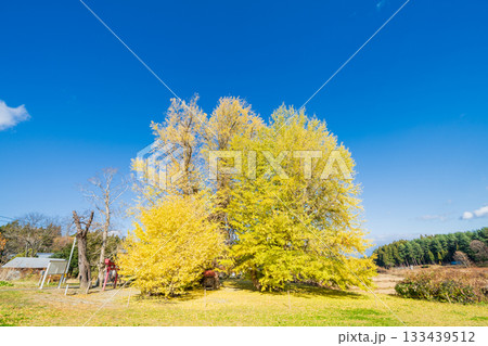 「青森県」銀杏木窪の大銀杏 133439512