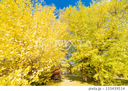 「青森県」銀杏木窪の大銀杏 133439514