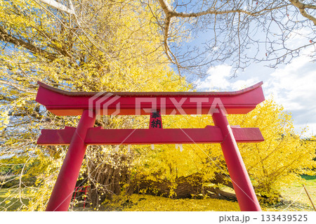 「青森県」銀杏木窪の大銀杏 133439525