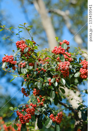 無人 自然 天然 133439541