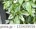 綺麗な斑入りの葉っぱ 133439556
