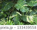 大きなサトイモ科の斑入りの葉　 133439558
