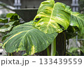 大きなサトイモ科の斑入りの葉　 133439559