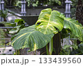 大きなサトイモ科の斑入りの葉　 133439560