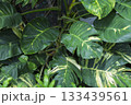 大きなサトイモ科の斑入りの葉　 133439561