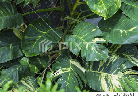 大きなサトイモ科の斑入りの葉 大きなサトイモ科の斑入りの葉 133439561