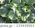 斑入りの綺麗な葉っぱ 133439563