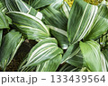 大きな斑入りの葉 133439564