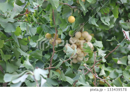 紅葉前のイチョウの実 紅葉前のイチョウの実 133439578