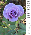 美しく形が良く紫色の花が綺麗な薔薇 133439675