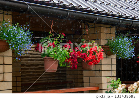 Hanging potted flowers in the yard during summer rain 133439695